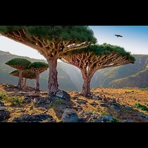 Meet your Posher, Dhekra